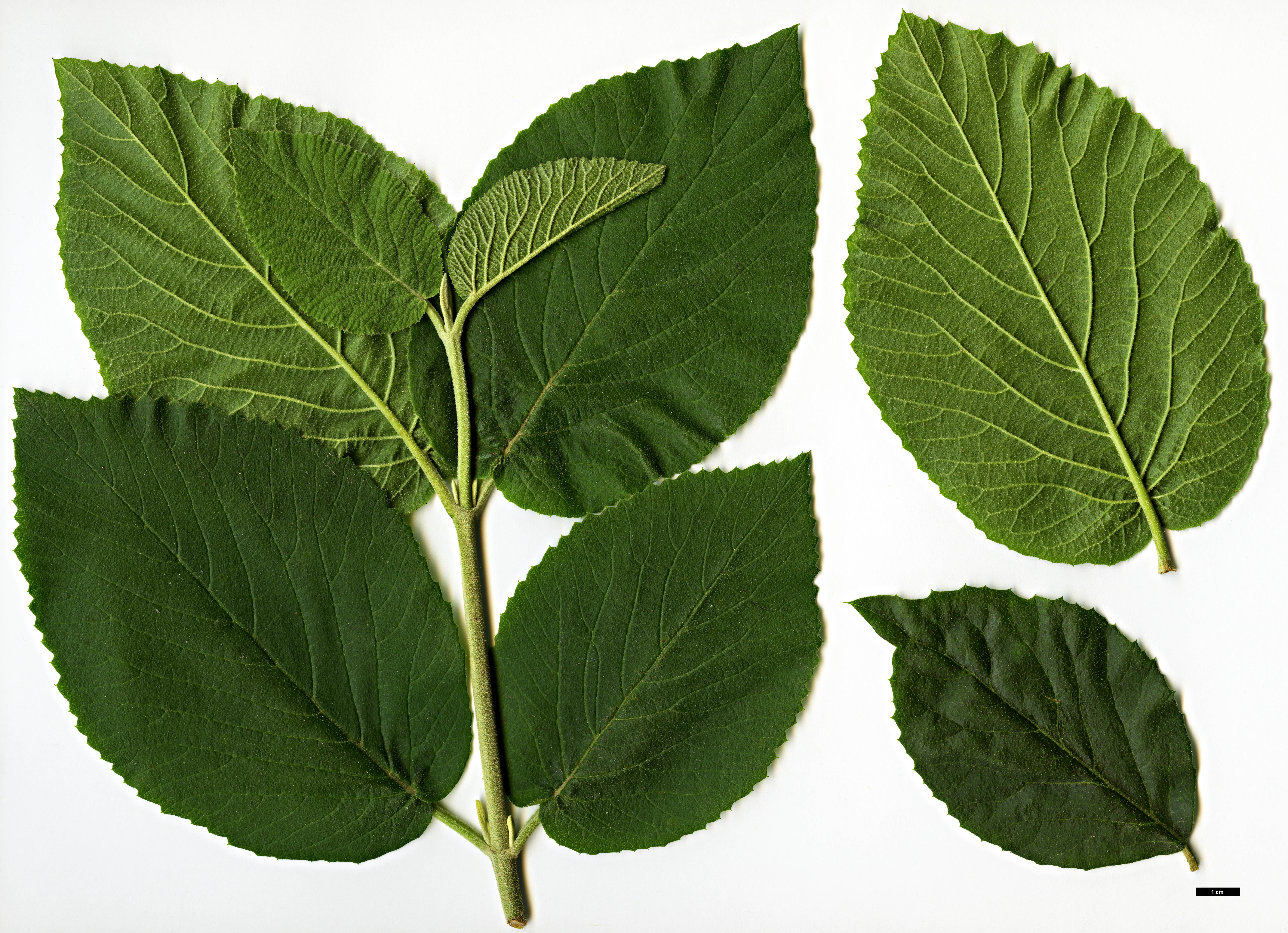 High resolution image: Family: Adoxaceae - Genus: Viburnum - Taxon: ×carlcephalum (V.carlesii × V.macrocephalum f. keteleeri)